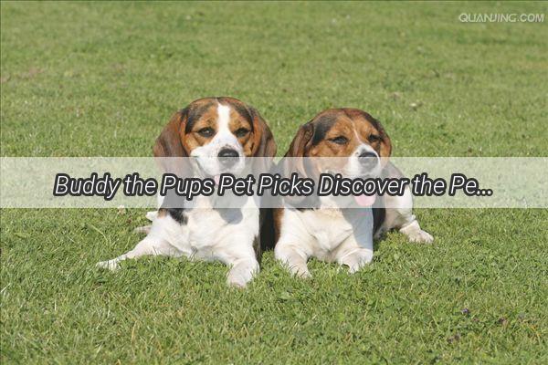 Buddy the Pups Pet Picks Discover the Perfect Companions for Your Home